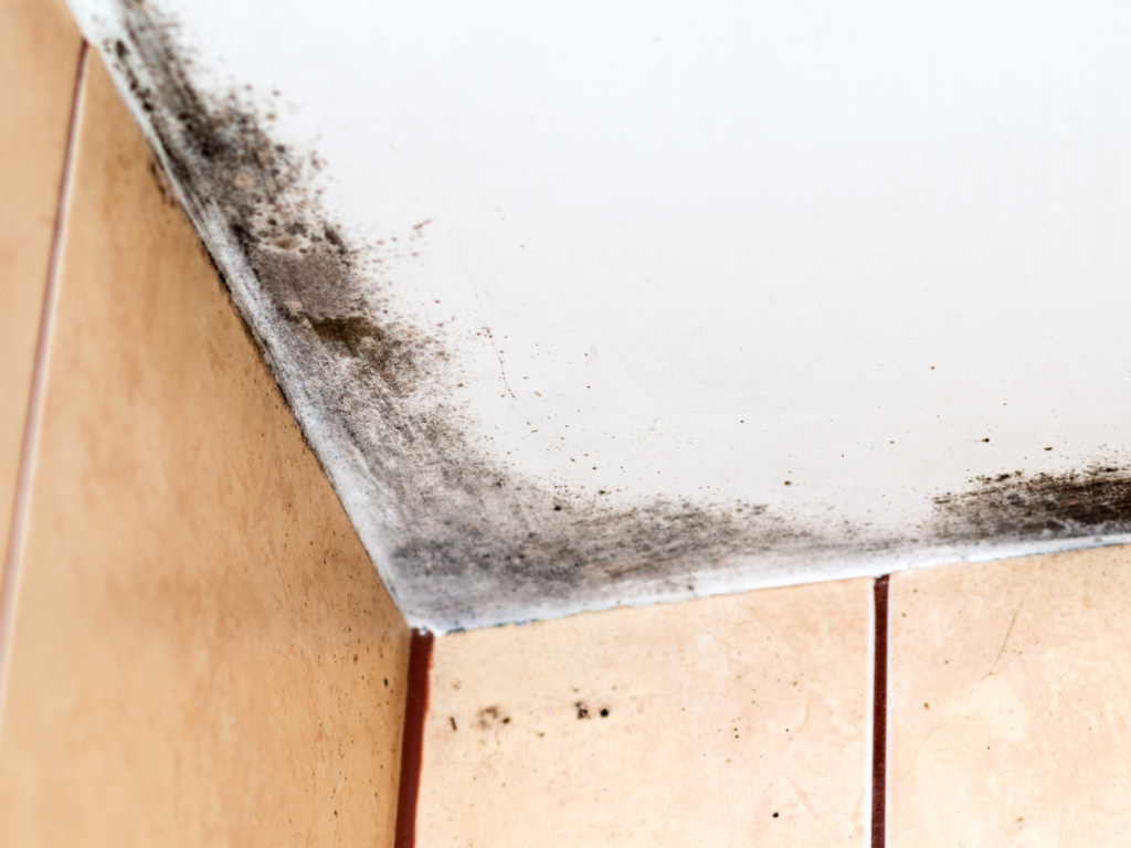 humedad en un baño sin ventana