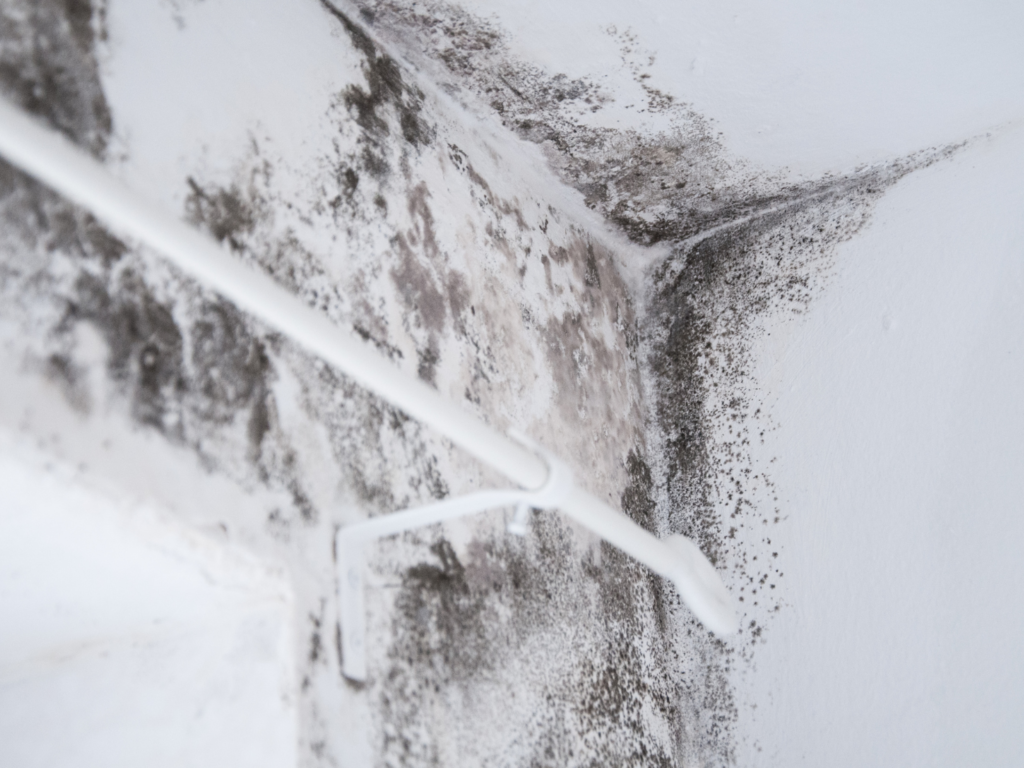 moho en pared antes de pintar