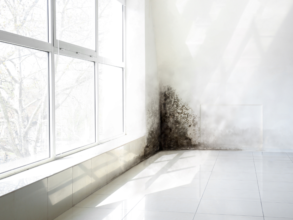 como quitar el olor a humedad en casa