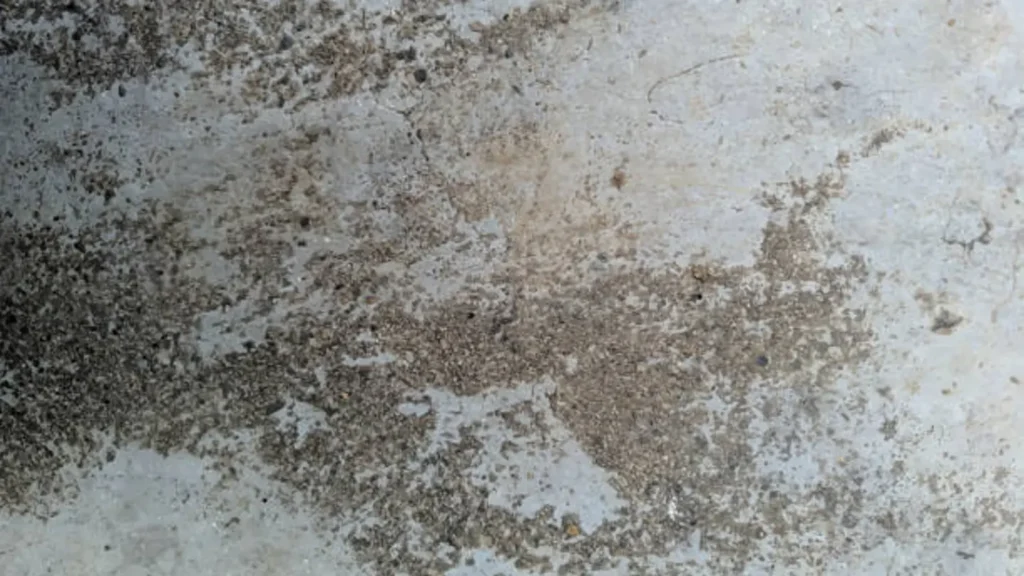 Eliminar moho en paredes