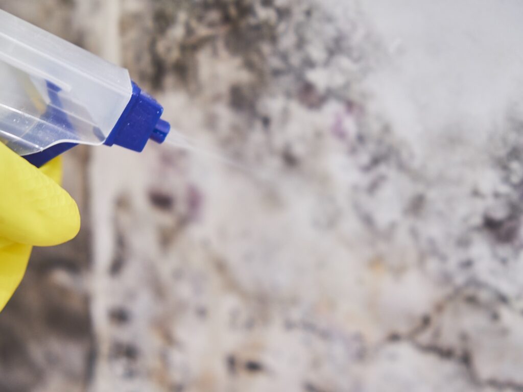 el antimoho funciona en paredes con moho