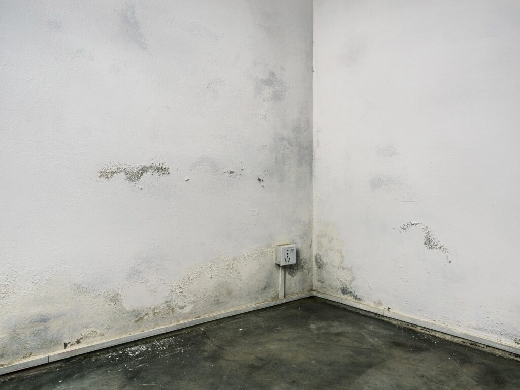 manchas de moho en pared interior