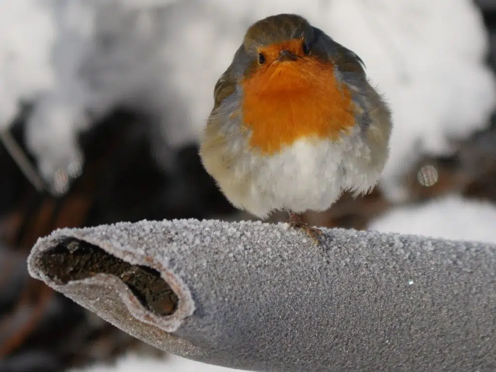 Tubería cubierta de escarcha en pleno invierno